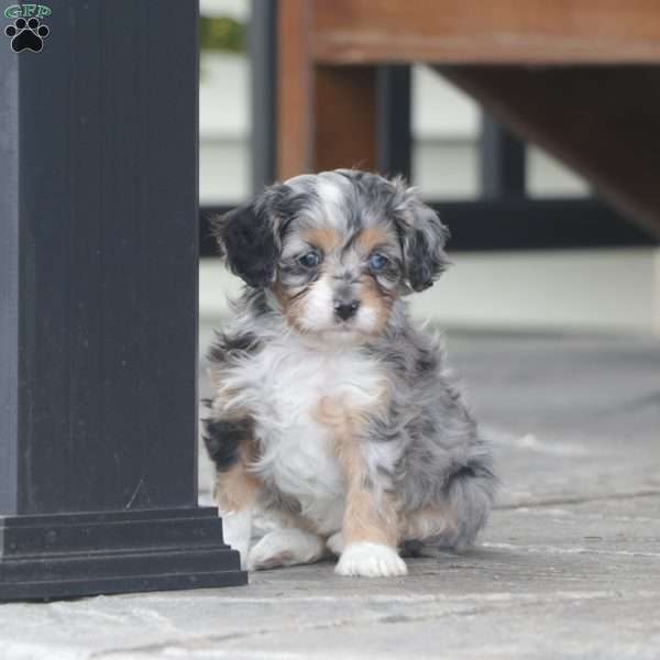 Cami, Cavapoo Puppy